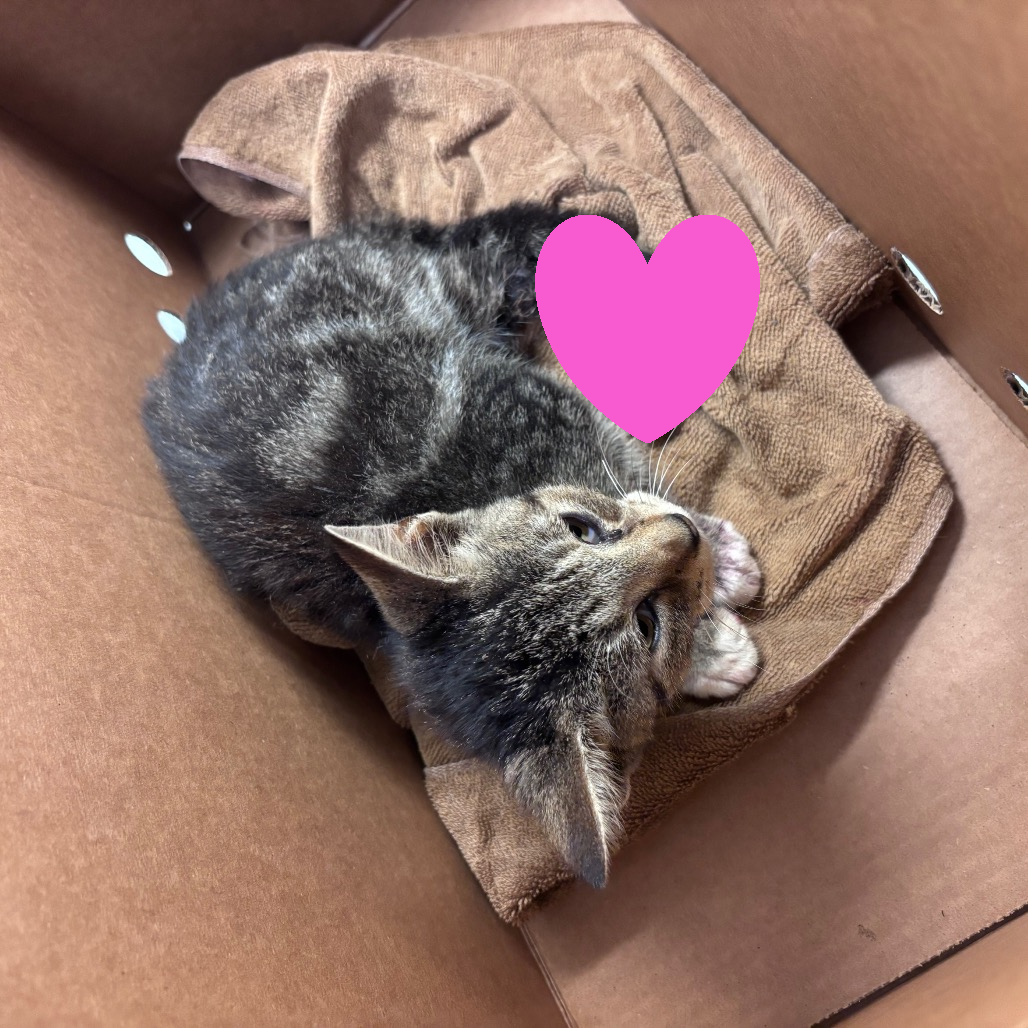 DAVID S. PUMPKINS - Domestic Shorthair available for adoption