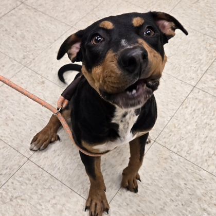 DESTINY - Mixed Breed (Medium) available for adoption