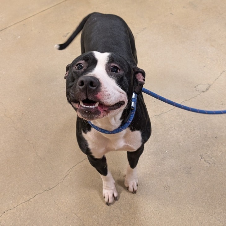 LADY MISS KIER - Terrier / American Pit Bull available for adoption