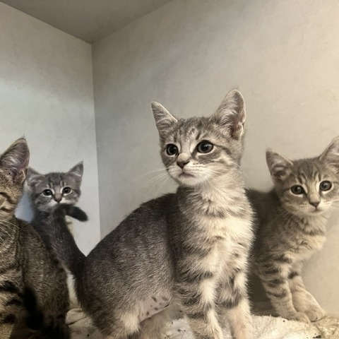 HONEY BEE - Domestic Shorthair available for adoption