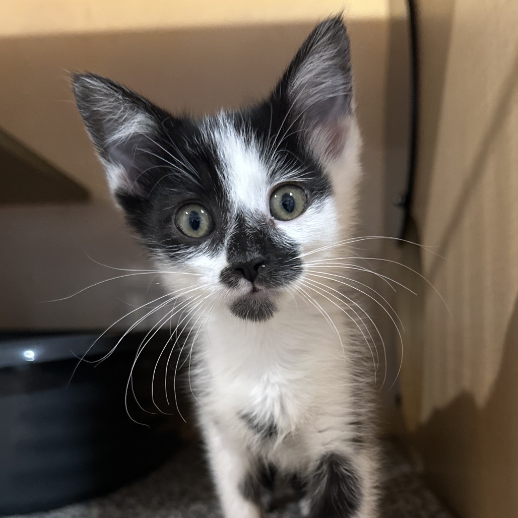 BOBA PEARL - Domestic Shorthair available for adoption