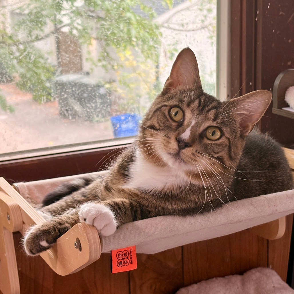 Gonzo, photo 6