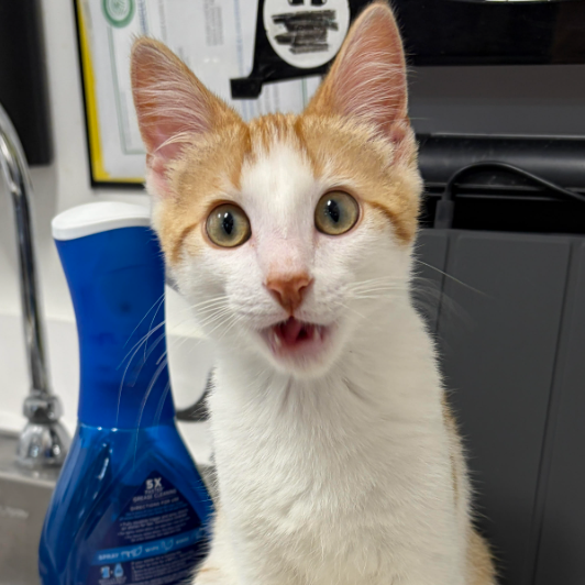 Gunther, adopted