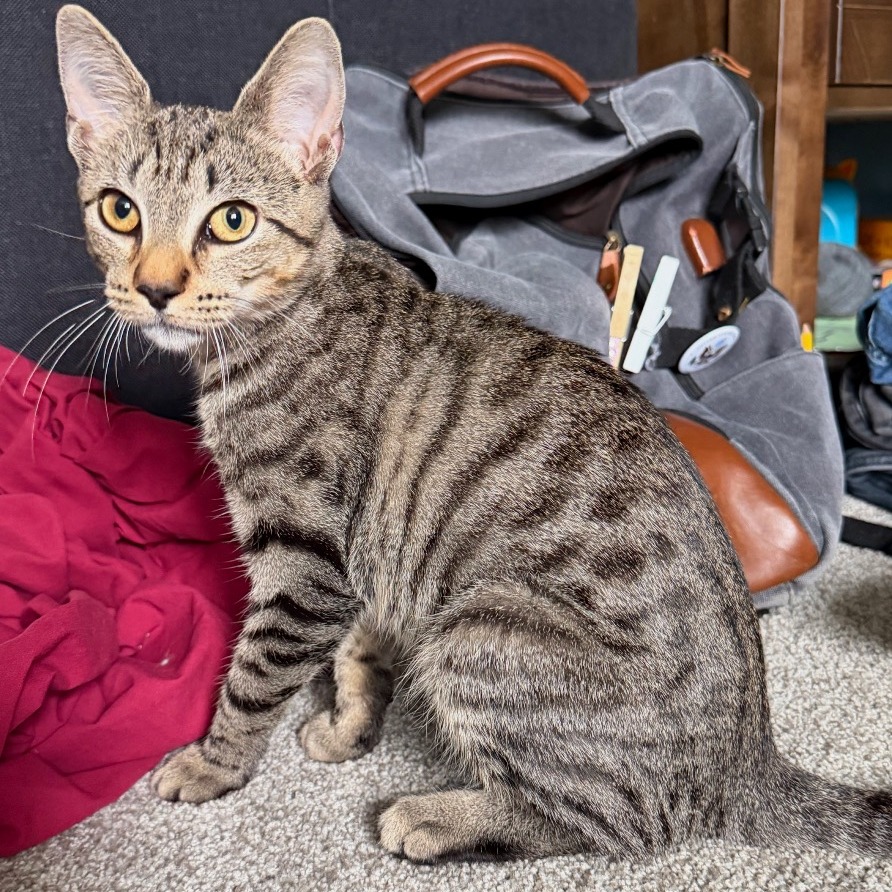 AUTUMN HOYA - Domestic Shorthair / Domestic Shorthair available for adoption