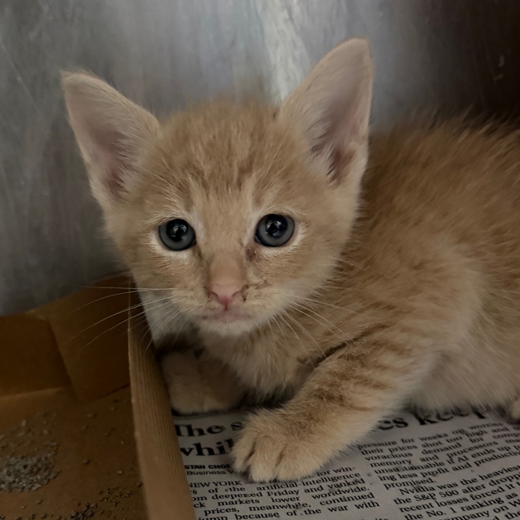 JERICO - Domestic Shorthair available for adoption