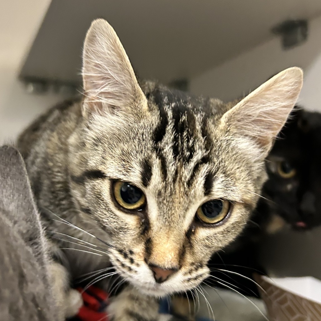 Cider (lavender collar) - Domestic Shorthair