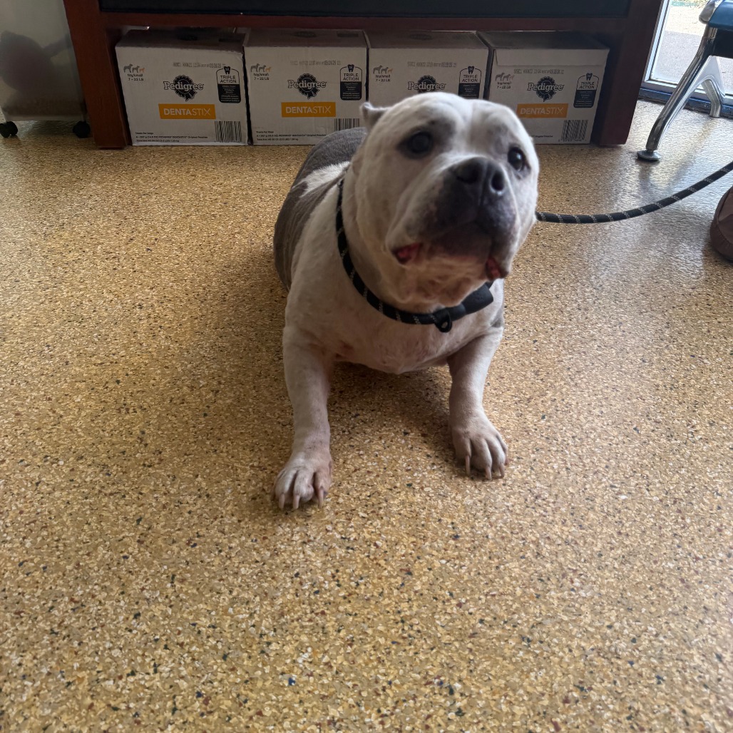 DIAMOND - Bulldog / American available for adoption