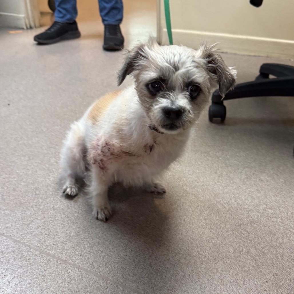 Shih Tzu