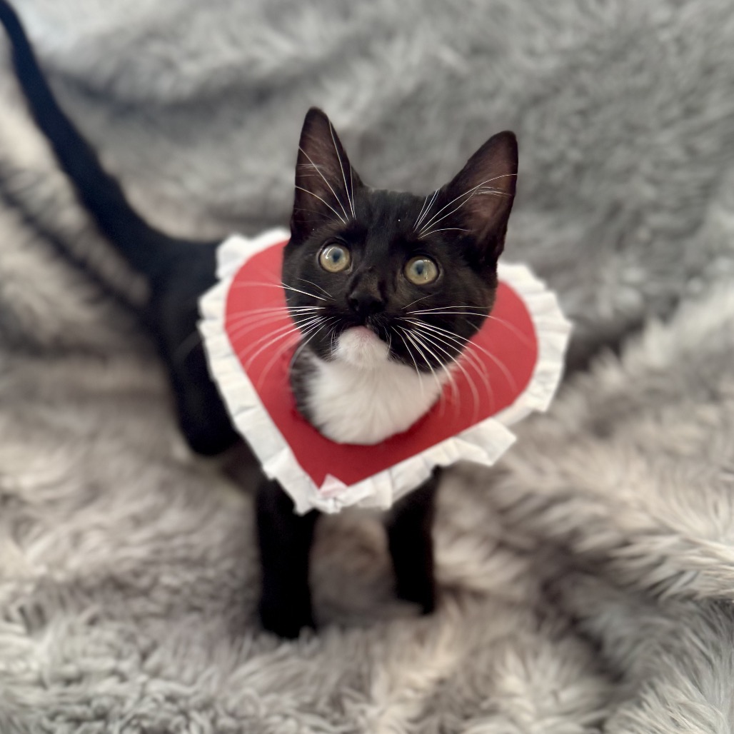 TAGALONG - Domestic Shorthair for adoption in Silver Spring