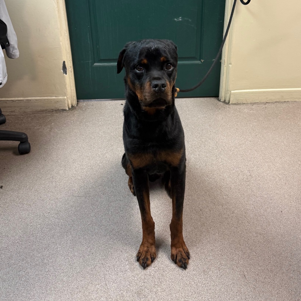 Rottweiler