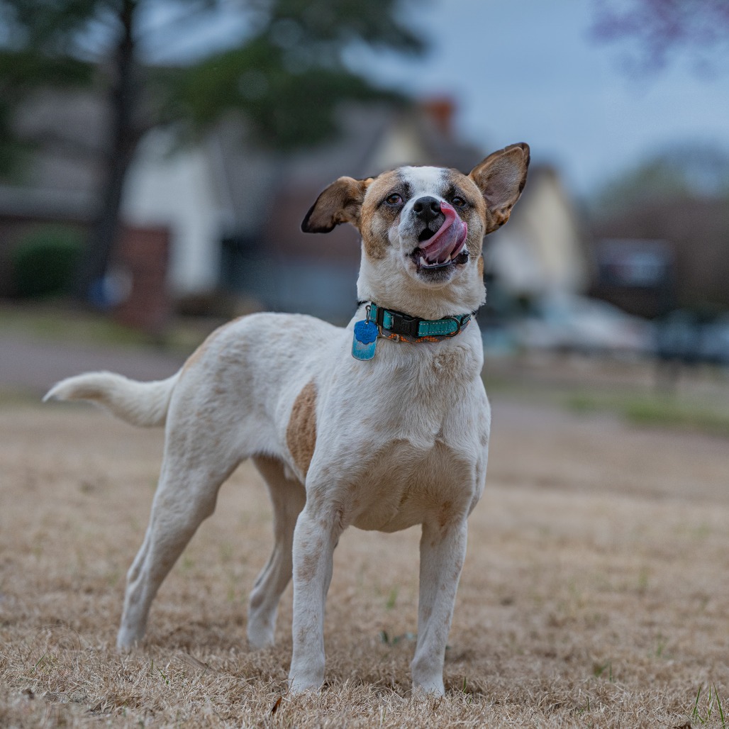 Stitch (Formerly Lava), photo 7