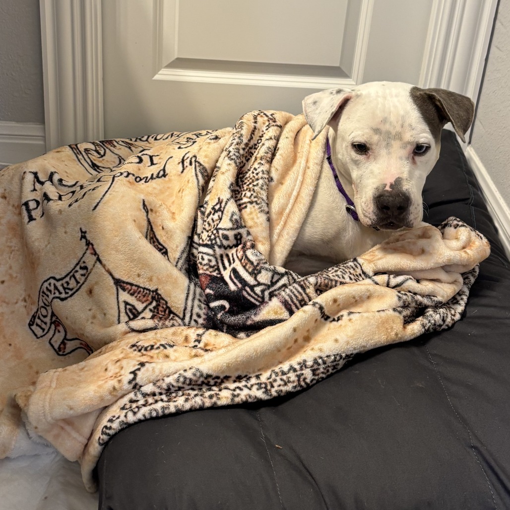 Bowtie — thumbnail 9