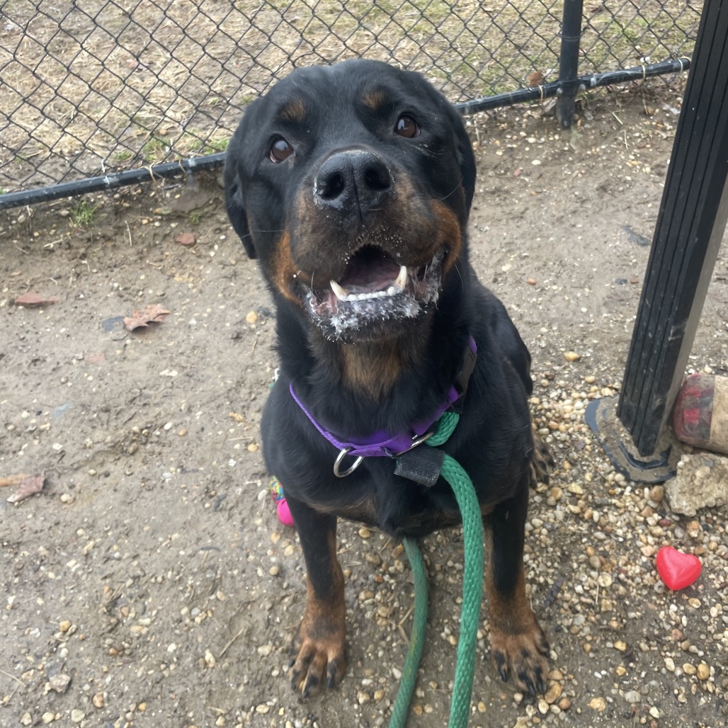 Zuna — thumbnail 4