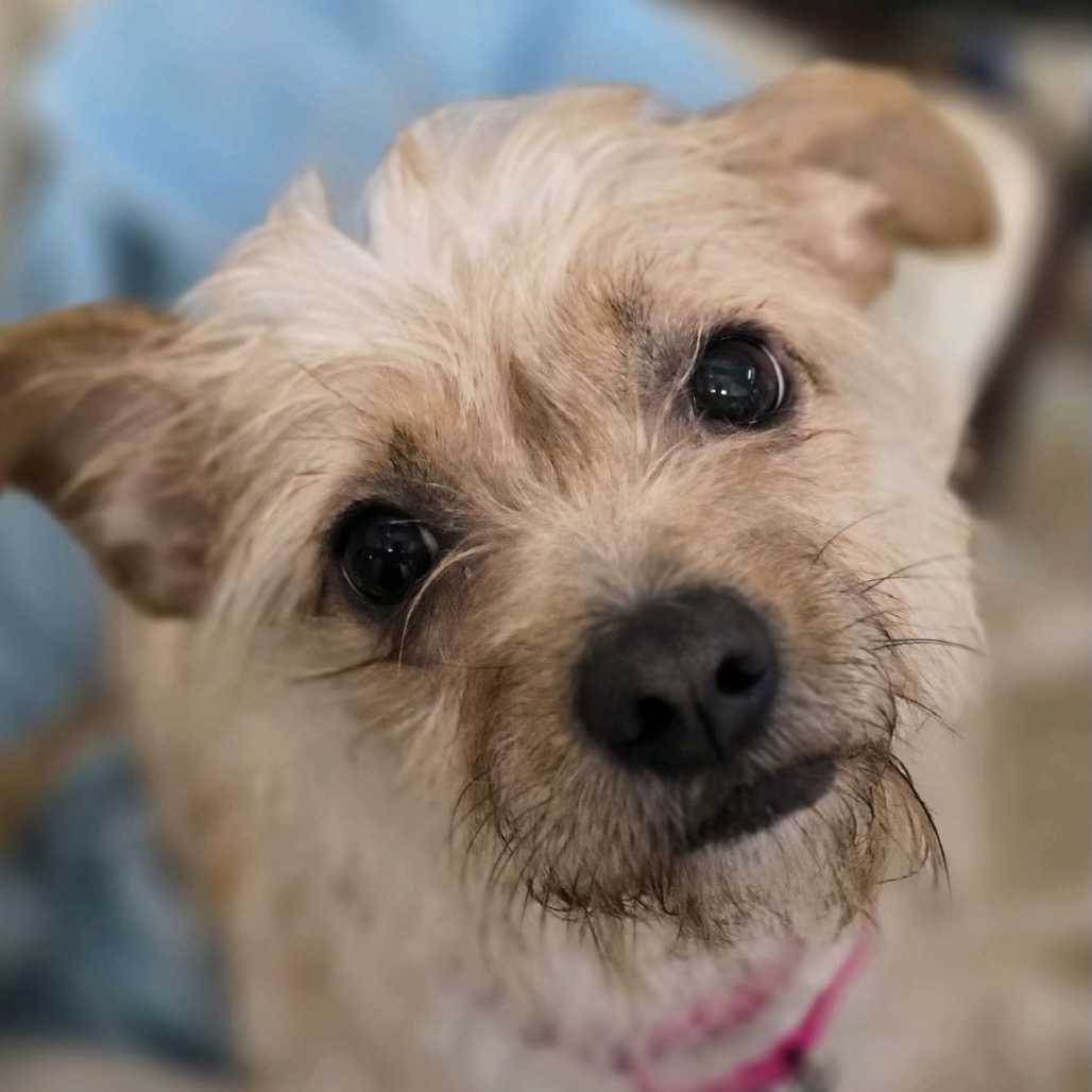 Close-up photo of Cinnamon Toast Crunch