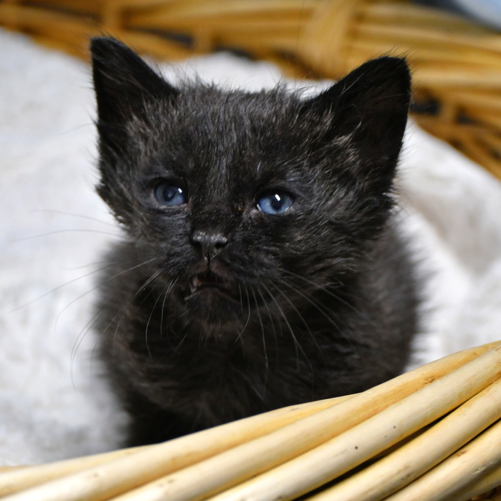 AVERY - Domestic Shorthair available for adoption
