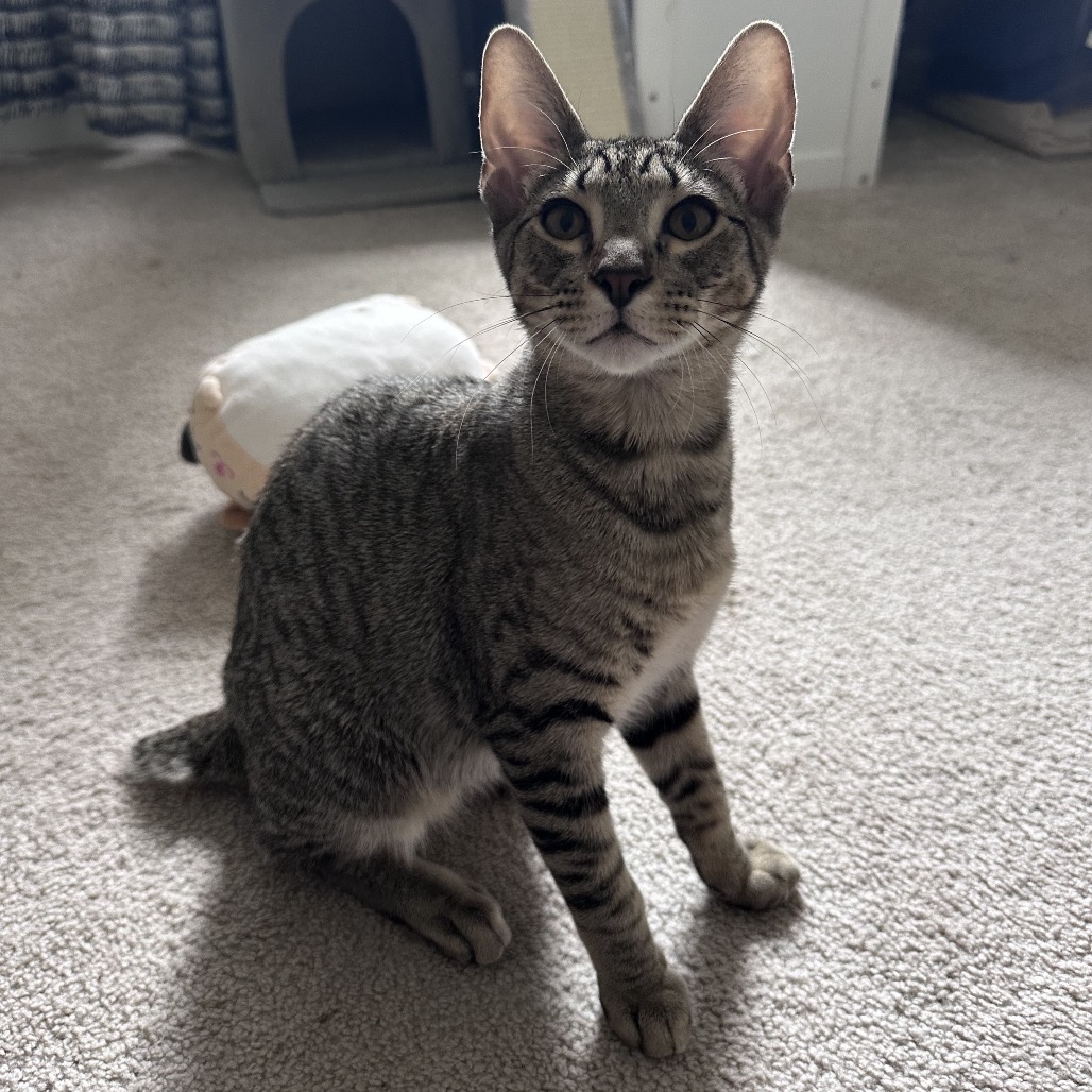 *Bobby, photo 16