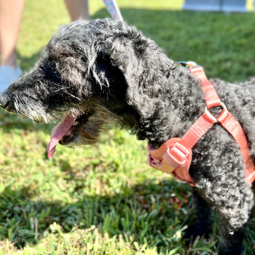 Willow (Whoopie), photo 4