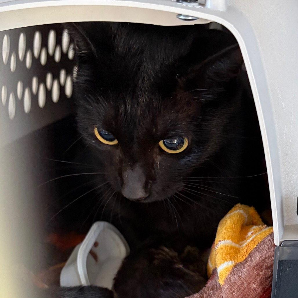 MOMMA - Domestic Shorthair available for adoption