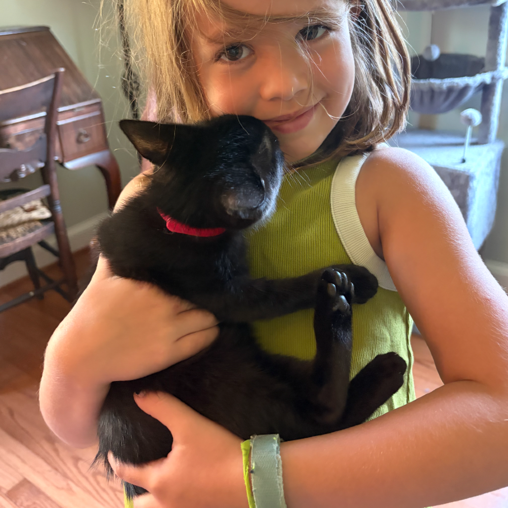 MAY - Domestic Shorthair available for adoption