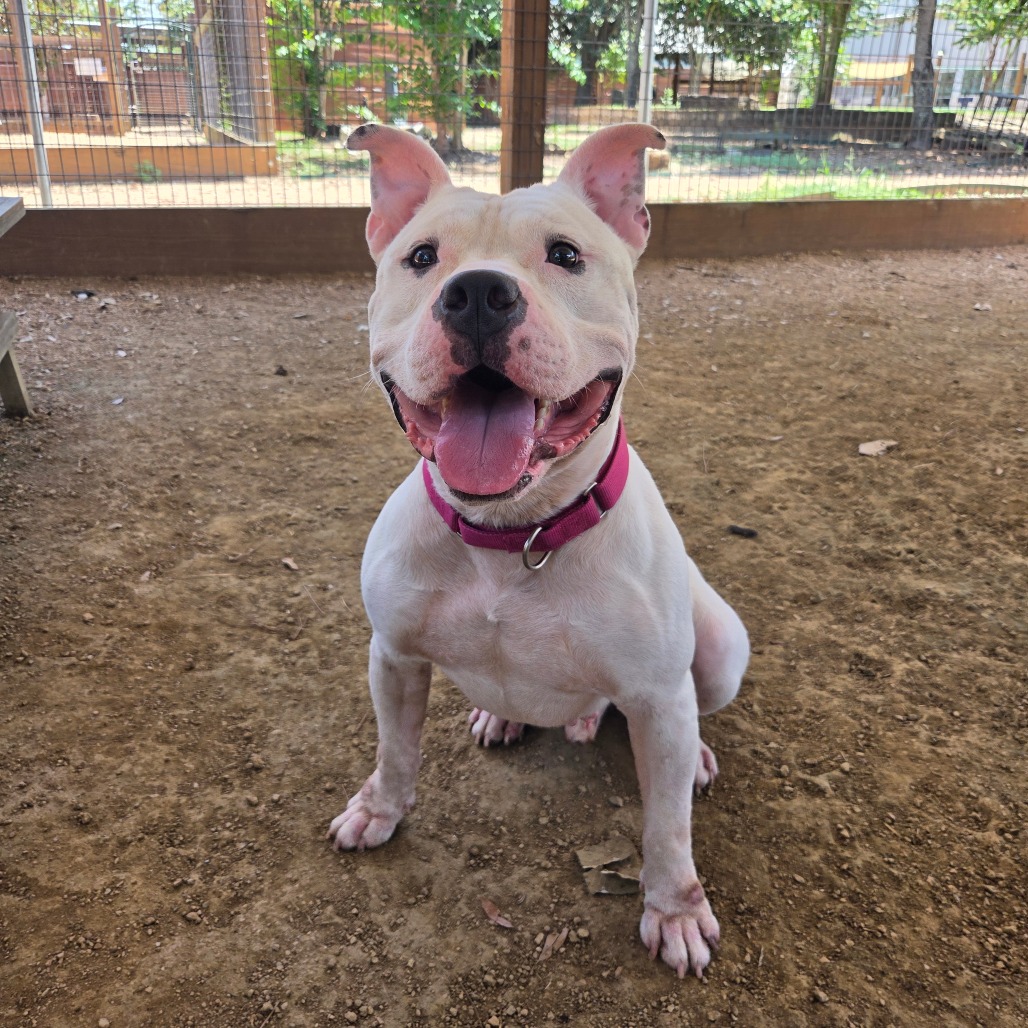 GHOST - Bulldog / American available for adoption