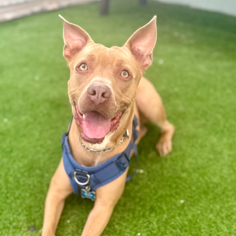 Close-up photo of Atticus