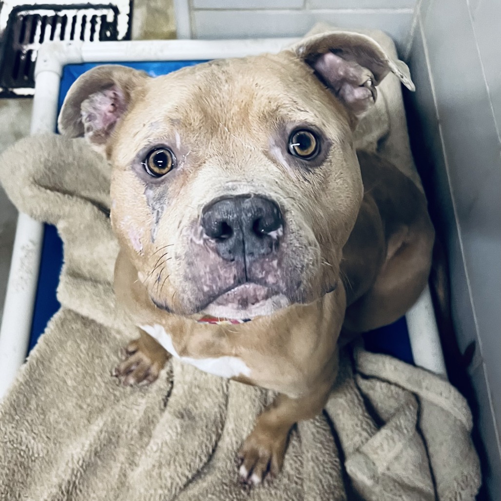 Mayor McCheese — thumbnail 3