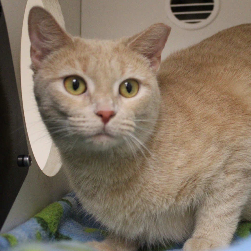 Rooibos — thumbnail 4