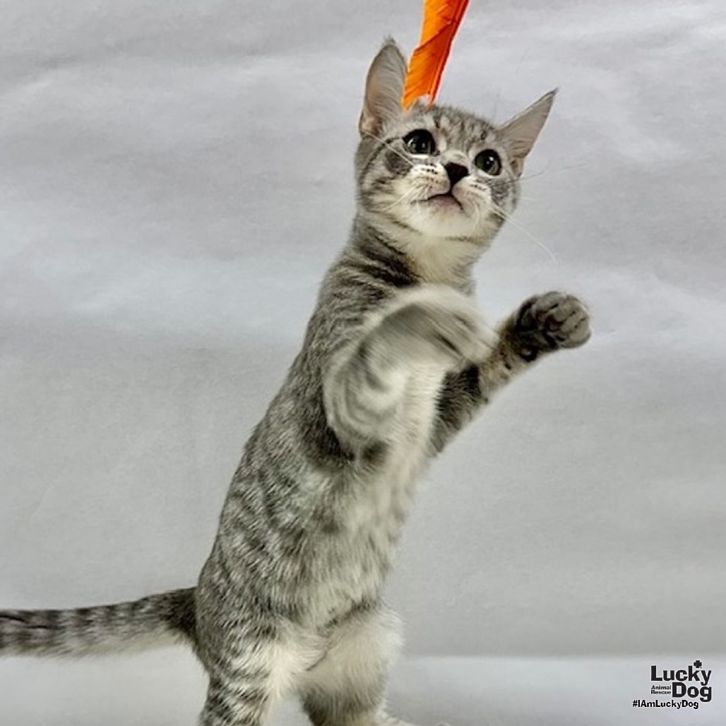 MATTY - Domestic Shorthair available for adoption