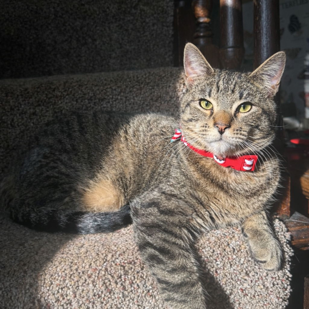 Snickers, photo 2