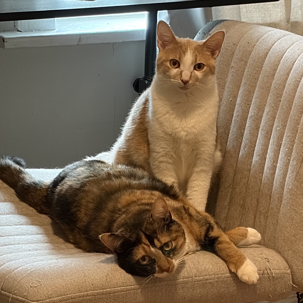 Photo of Pumpkin Pie