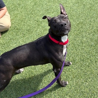 Photo of Witch Hazel 16