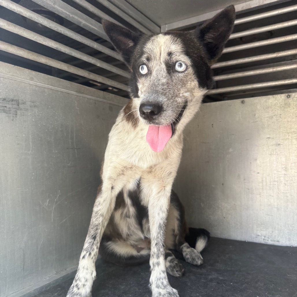 PRINCESS - Husky / American Blue Heeler available for adoption
