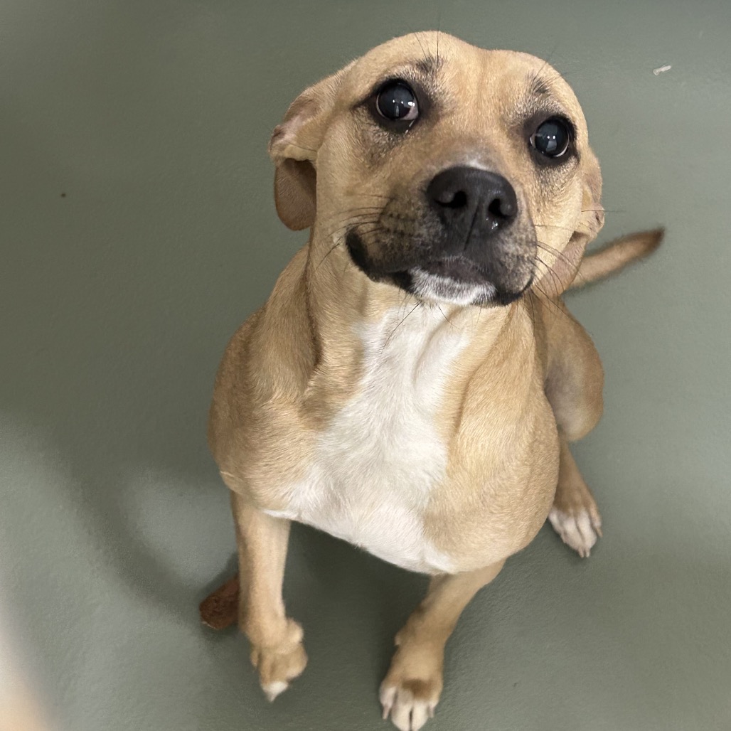 Twinkle Toes — thumbnail 2