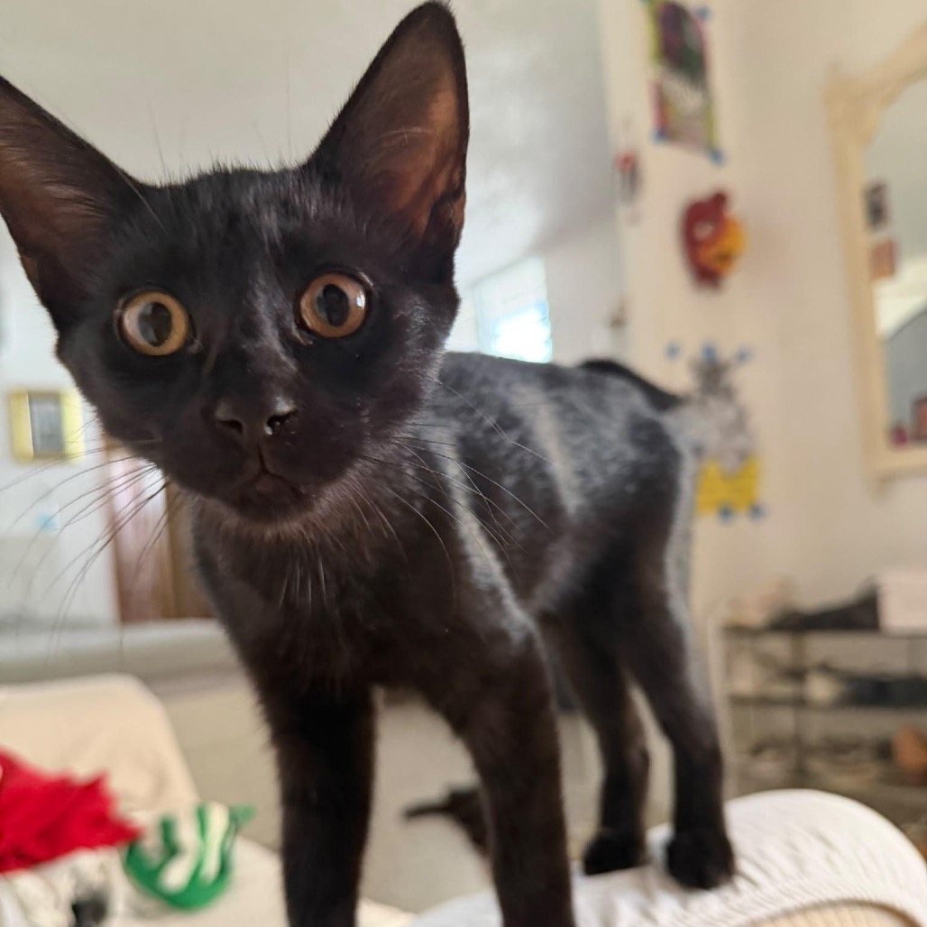 ALVARO - Domestic Shorthair available for adoption