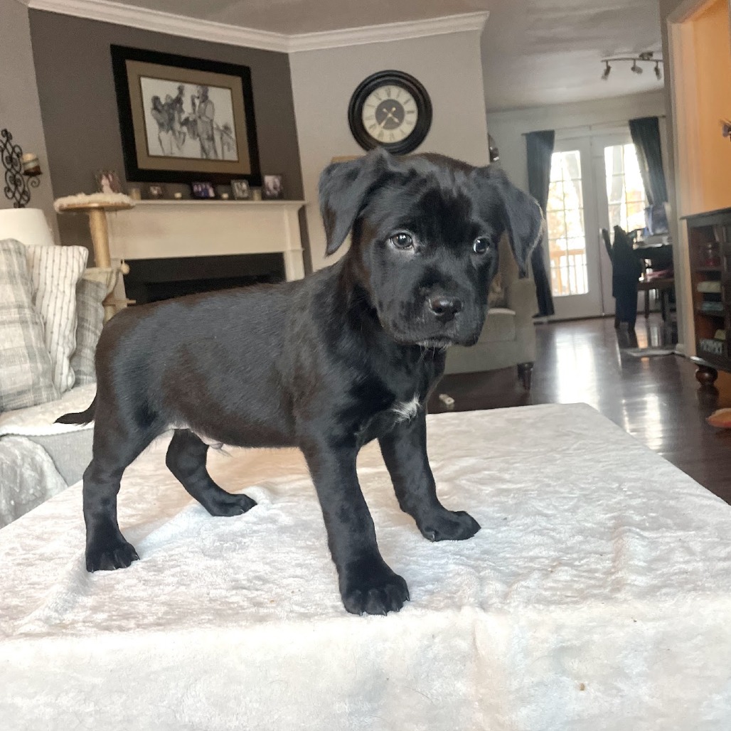 Petra's Pup- Wyatt — thumbnail 5