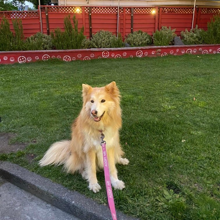 COOKIE, photo 16
