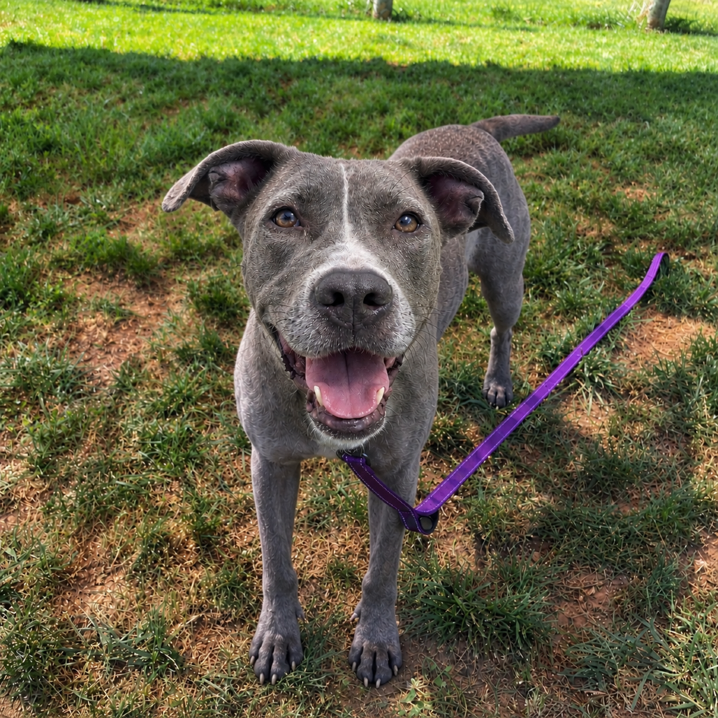 HAZEL - Mastiff / Mix available for adoption