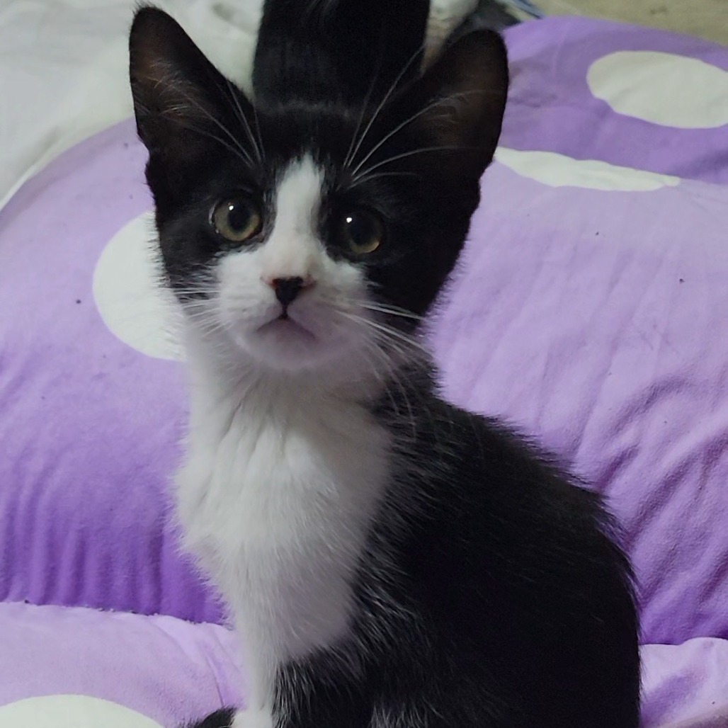 BOWIE