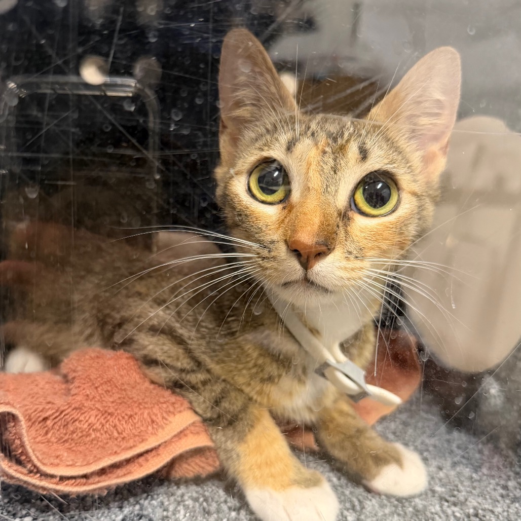 PERDITA - Domestic Shorthair / Domestic Shorthair available for adoption