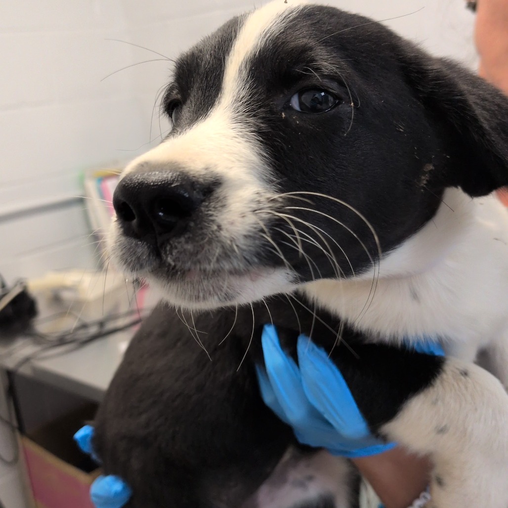 APPLE CIDER - Retriever, Labrador / Collie available for adoption