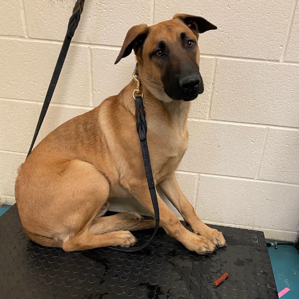 Drago — thumbnail 2