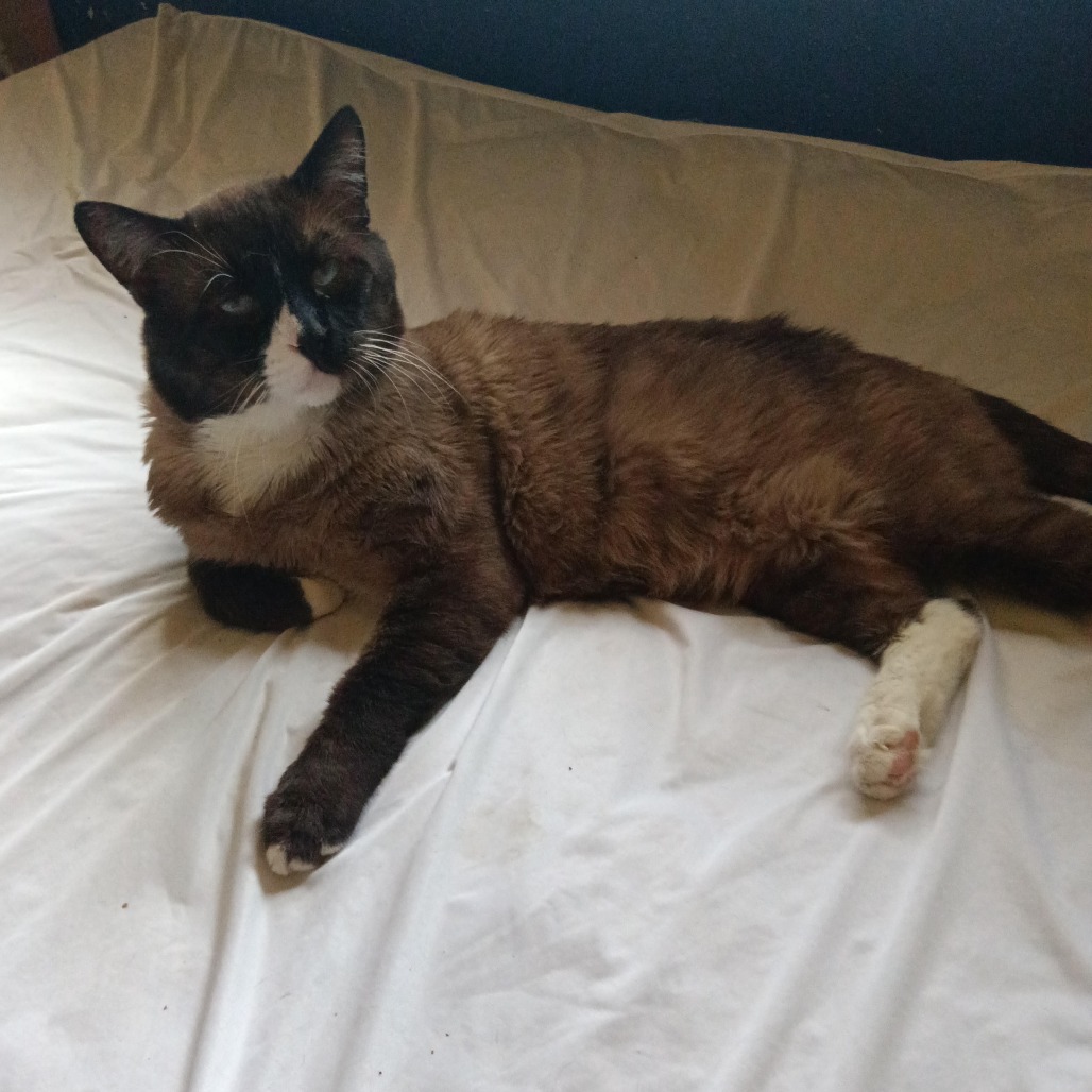 BOOTS - Domestic Shorthair available for adoption