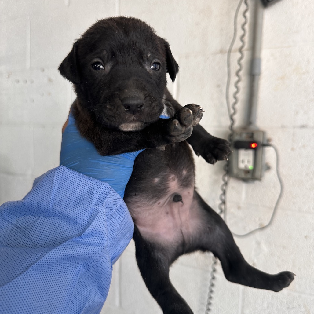 BRONCO - Shepherd available for adoption