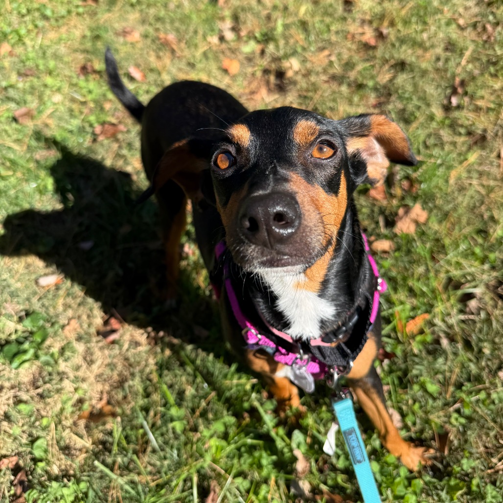 Trixie, photo 8