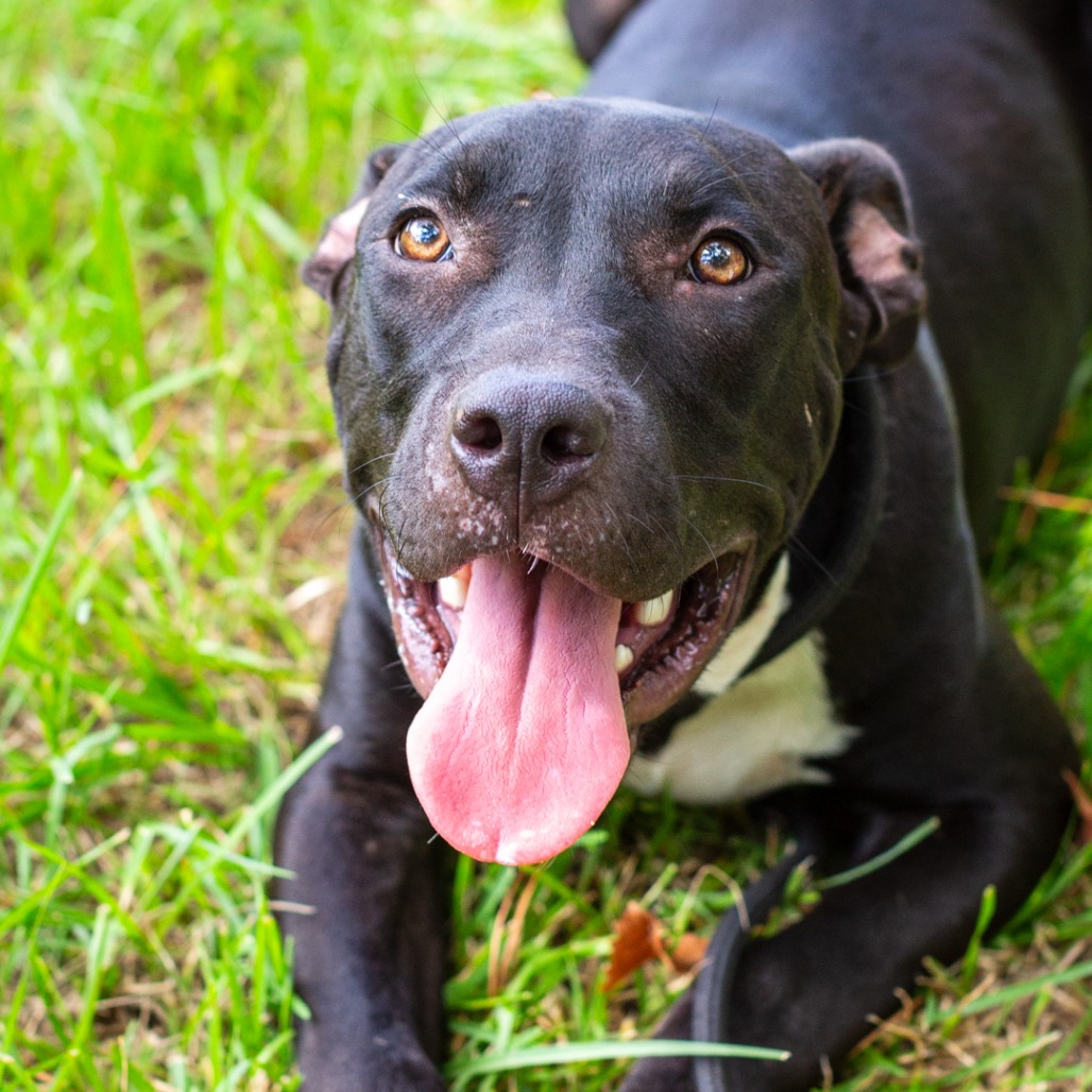BARLEY - Terrier, American Staffordshire / Mix available for adoption