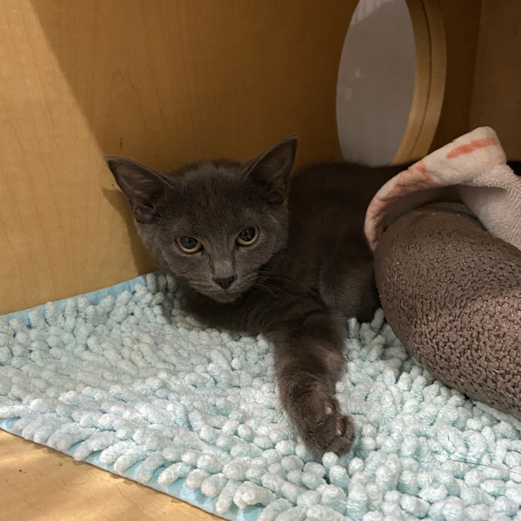 LAB - Domestic Shorthair available for adoption
