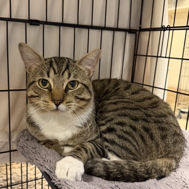 BEAUFORT - Domestic Shorthair available for adoption