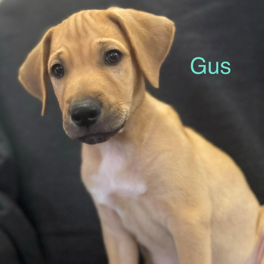 Gus photo 4