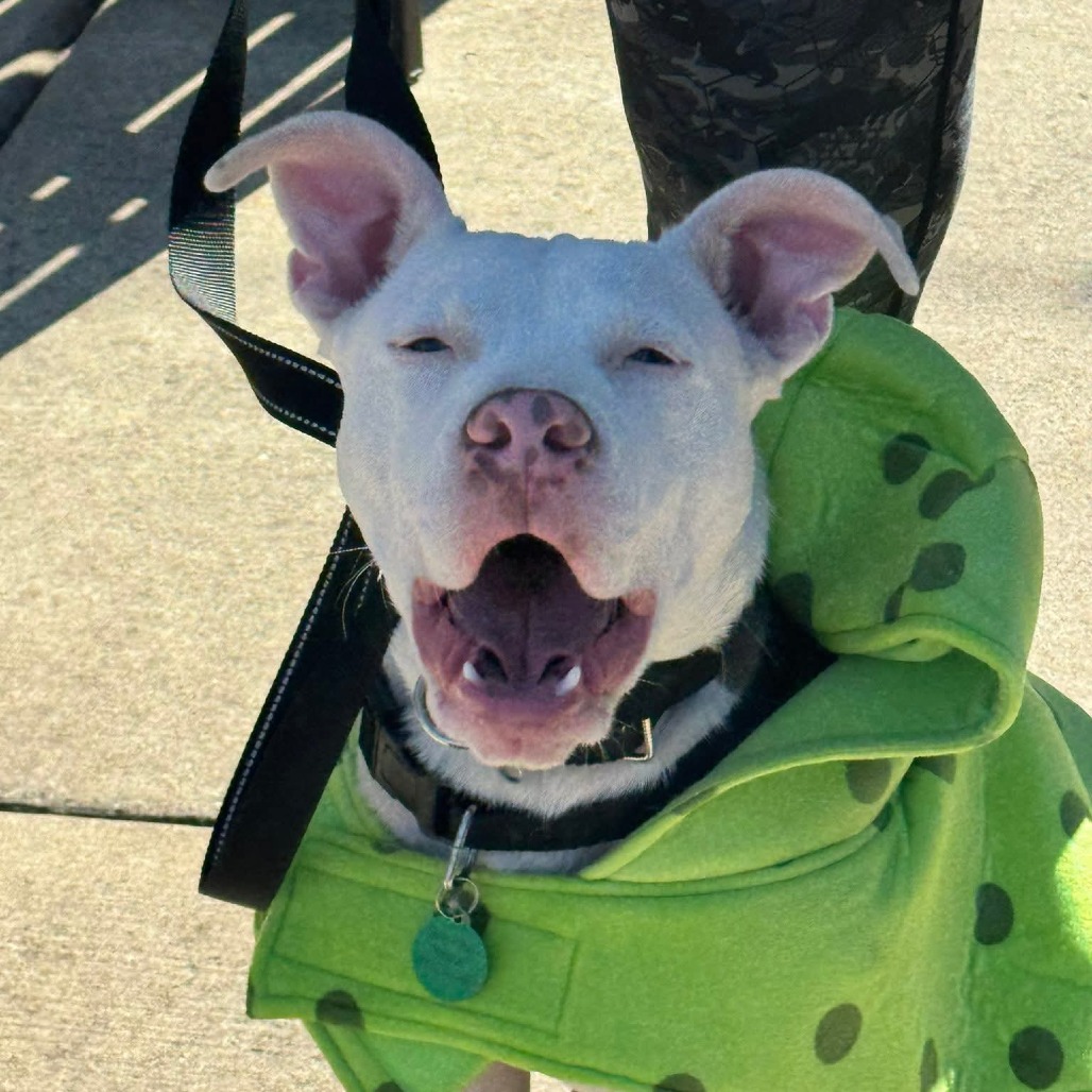 Brown/White Terrier, American Pit Bull Dog