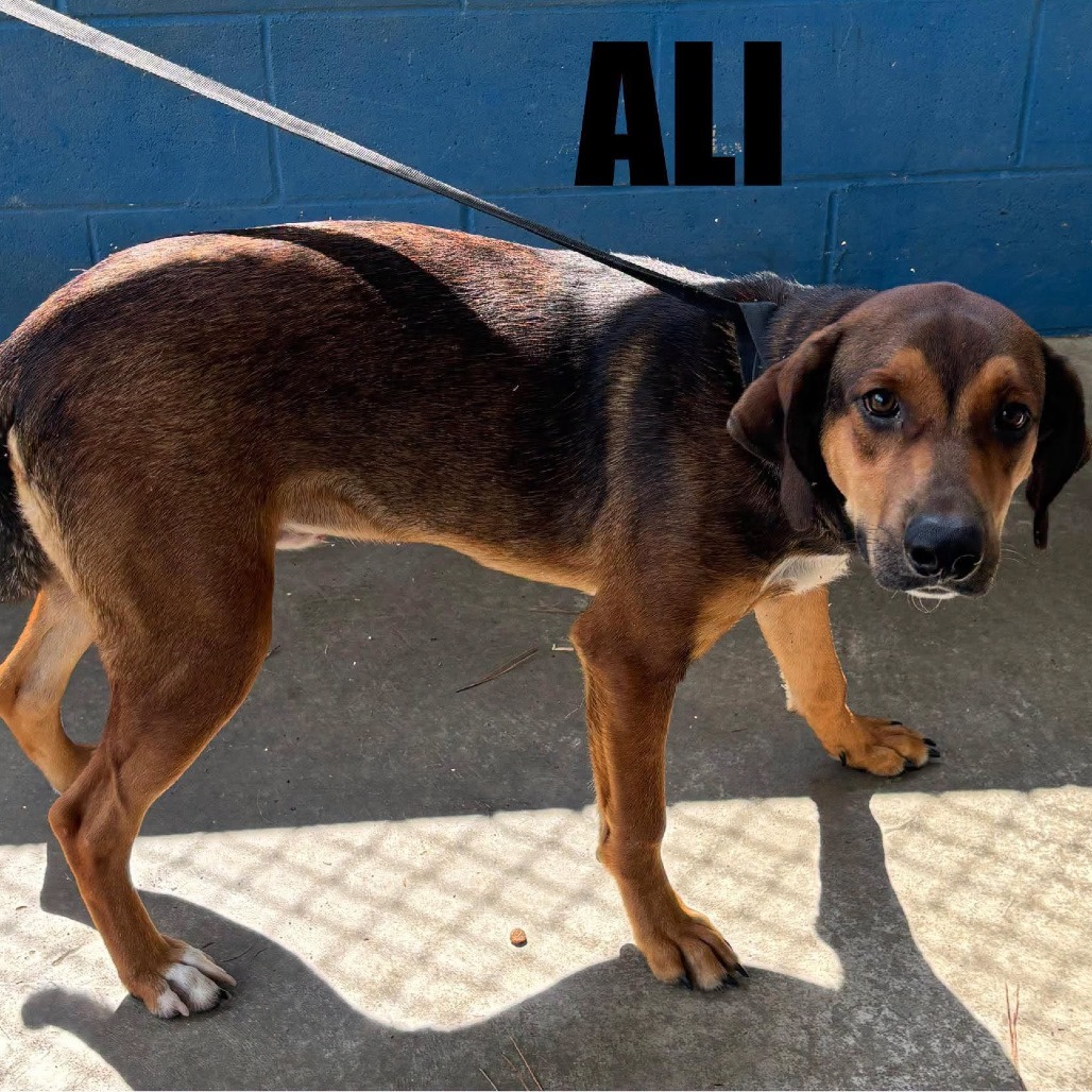 ALIN - Hound available for adoption
